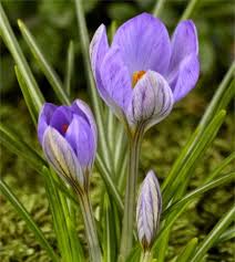 Attēlu rezultāti vaicājumam “Crocus”