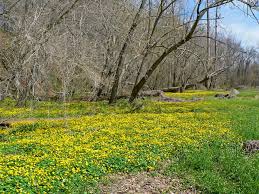 Attēlu rezultāti vaicājumam “Ficaria verna flower”