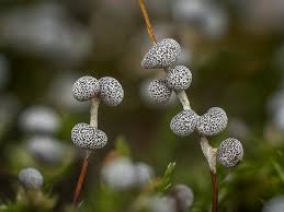 Attēlu rezultāti vaicājumam “Physarum leucopus stalked”