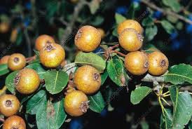 Attēlu rezultāti vaicājumam “Mespilus germanica fruit”