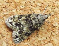 Attēlu rezultāti vaicājumam “Eudonia lacustrata”