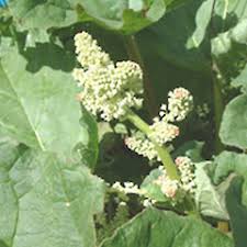 Attēlu rezultāti vaicājumam “Rheum rhabarbarum flower”