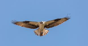 Image result for Pandion haliaetus