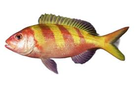 Image result for Hyporthodus quernus