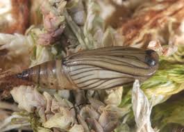 Attēlu rezultāti vaicājumam “Idaea muricata”