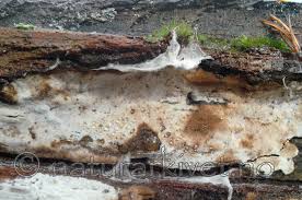 Attēlu rezultāti vaicājumam “Physisporinus sanguinolentus”