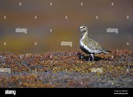 Attēlu rezultāti vaicājumam “Pluvialis apricaria adult”