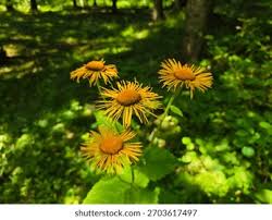 Attēlu rezultāti vaicājumam “Telekia speciosa flower”