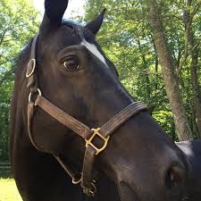 Image result for Beechwood Riding School