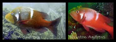 Image result for Chrysoblephus laticeps