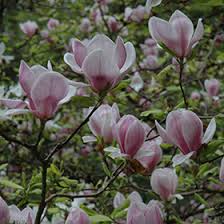 Attēlu rezultāti vaicājumam “Magnolia x soulangeana”