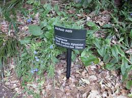 Attēlu rezultāti vaicājumam “Anchusa arvensis leaf”