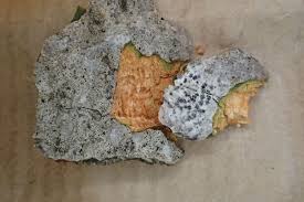 Attēlu rezultāti vaicājumam “Phaeographis dendritica”