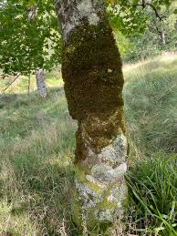 Attēlu rezultāti vaicājumam “Antitrichia curtipendula”