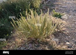 Image result for Chenopodium botrys