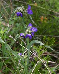 Attēlu rezultāti vaicājumam “Tradescantia virginiana flower”