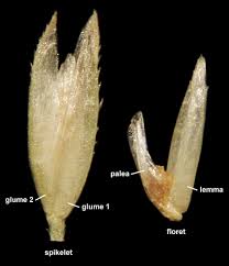 Attēlu rezultāti vaicājumam “Agrostis stolonifera”