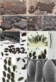 Attēlu rezultāti vaicājumam “Hypoxylon multiforme”