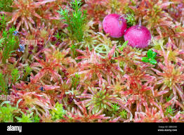 Attēlu rezultāti vaicājumam “Sphagnum russowii”