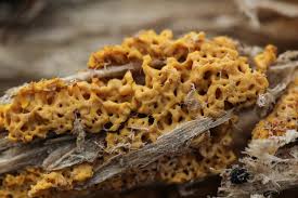 Attēlu rezultāti vaicājumam “Diachea leucopodia macro”