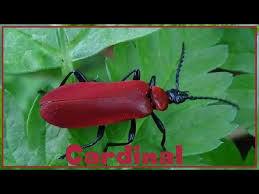 Attēlu rezultāti vaicājumam “Pyrochroa coccinea”