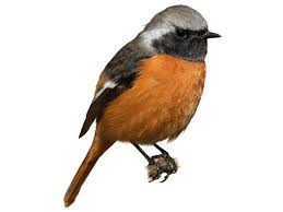 Attēlu rezultāti vaicājumam “Phoenicurus phoenicurus male”