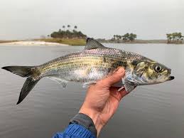 Image result for Alosa mediocris