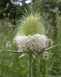Image result for Dipsacus laciniatus