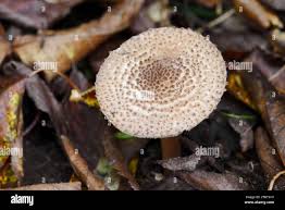 Attēlu rezultāti vaicājumam “Lepiota aspera”