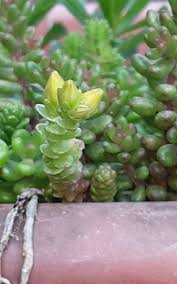 Attēlu rezultāti vaicājumam “Sedum sexangulare flower”