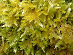 Attēlu rezultāti vaicājumam “Homalothecium sericeum”