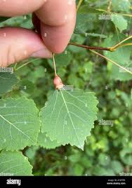 Attēlu rezultāti vaicājumam “Contarinia petioli”