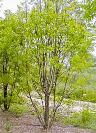 Attēlu rezultāti vaicājumam “Fraxinus excelsior”