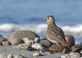 Attēlu rezultāti vaicājumam “Pluvialis apricaria”