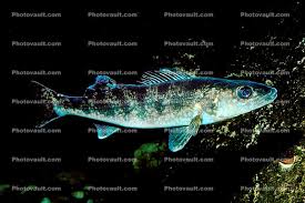 Image result for Sander vitreus