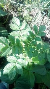 Attēlu rezultāti vaicājumam “Solanum tuberosum leaf”