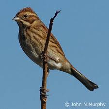 Attēlu rezultāti vaicājumam “Emberiza schoeniclus eggs”
