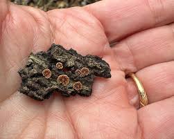 Attēlu rezultāti vaicājumam “Hemitrichia decipiens young”