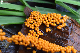 Attēlu rezultāti vaicājumam “Leocarpus fragilis spores”