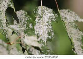 Attēlu rezultāti vaicājumam “Sawadaea tulasnei”