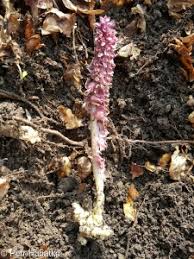 Attēlu rezultāti vaicājumam “Lathraea squamaria bud”