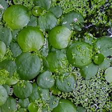 Attēlu rezultāti vaicājumam “Hydrocharis morsus-ranae bud”