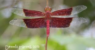 Attēlu rezultāti vaicājumam “Langermania gigantea”