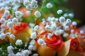 Attēlu rezultāti vaicājumam “Gypsophila paniculata bud”