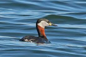 Attēlu rezultāti vaicājumam “Podiceps grisegena”