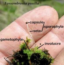 Attēlu rezultāti vaicājumam “Fossombronia wondraczekii sporophyte”