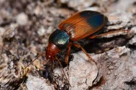 Attēlu rezultāti vaicājumam “Diachromus germanus”