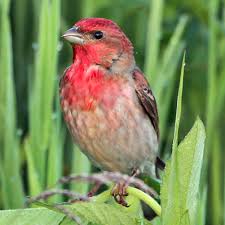 Attēlu rezultāti vaicājumam “Carpodacus erythrinus”