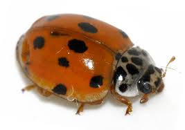 Attēlu rezultāti vaicājumam “Adalia decempunctata”