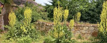 Image result for Königskerzen